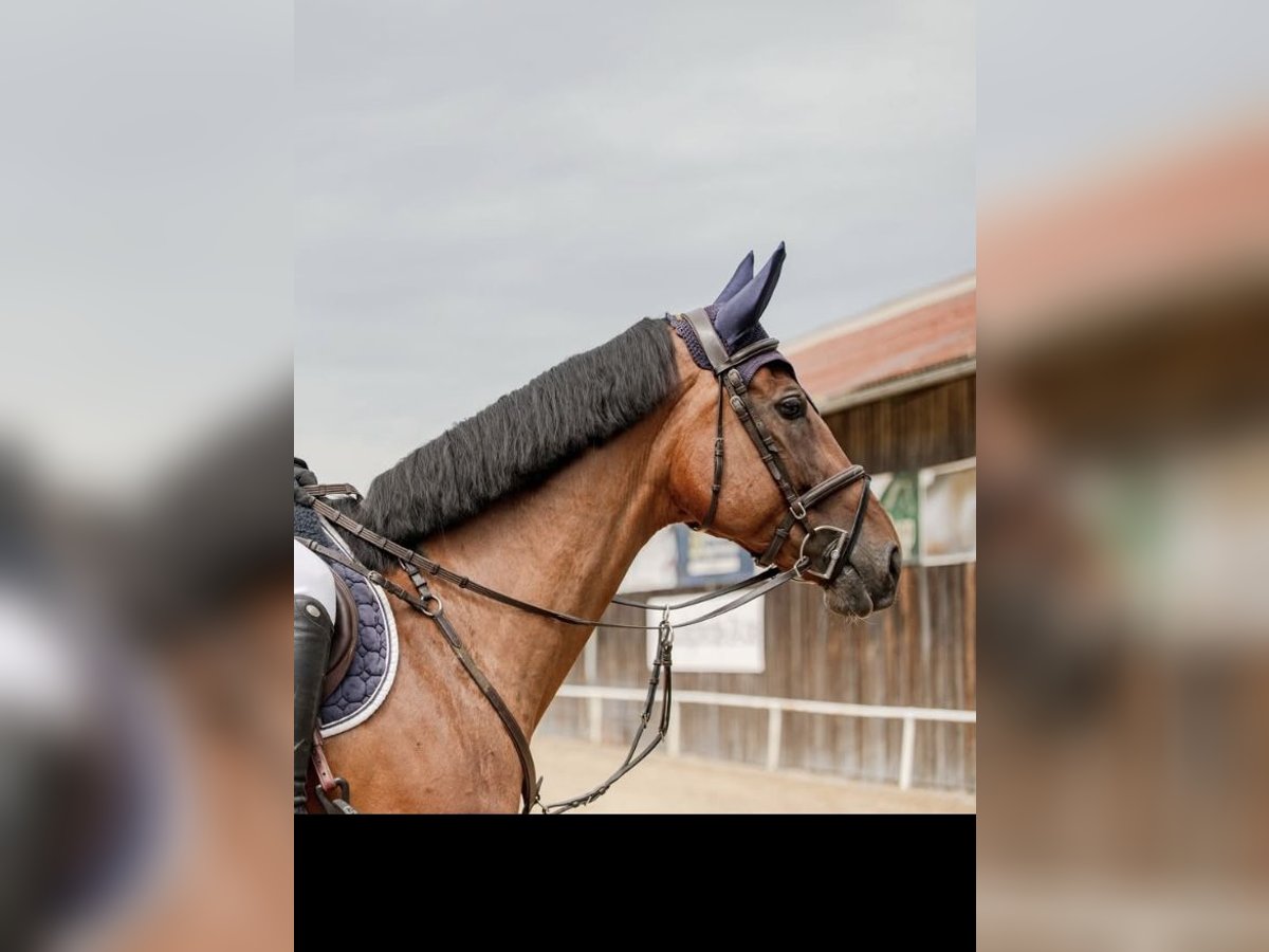 Zangersheide Merrie 8 Jaar 167 cm Bruin in Pfaffenhofen an der Ilm