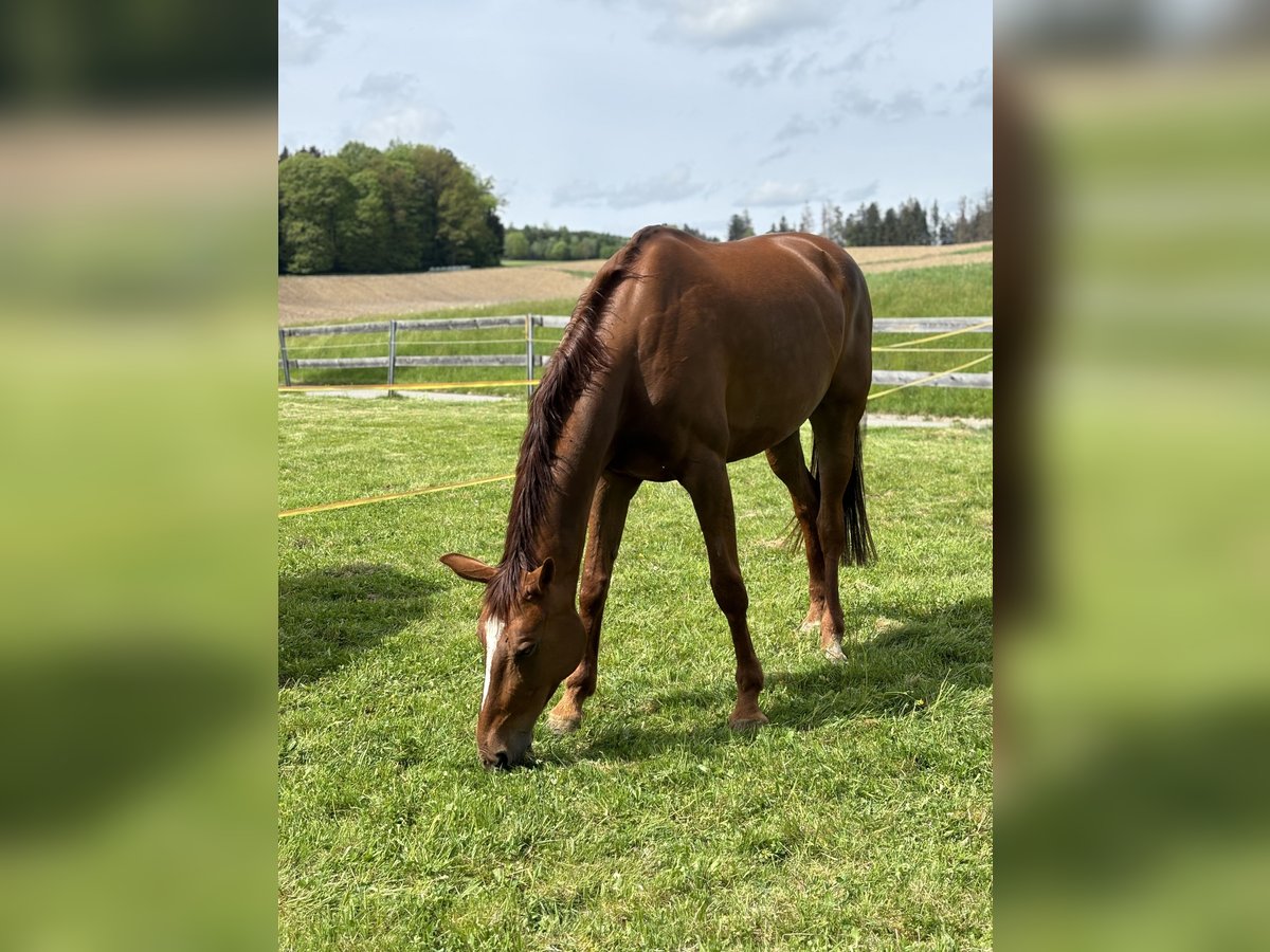 Zangersheide Merrie 8 Jaar 168 cm Donkere-vos in Bad Wurzach