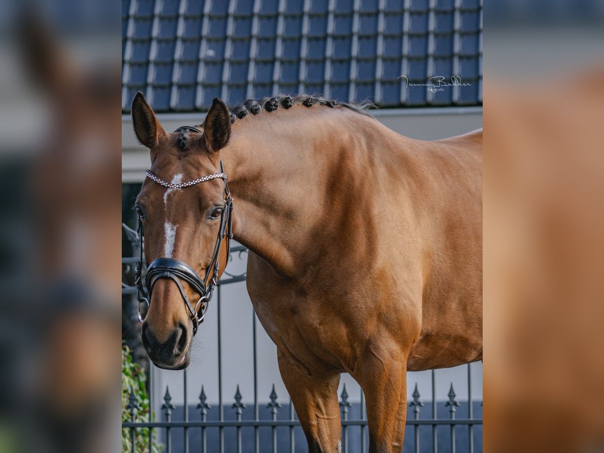 Zangersheide Merrie 8 Jaar 169 cm Bruin in Aalsmeer
