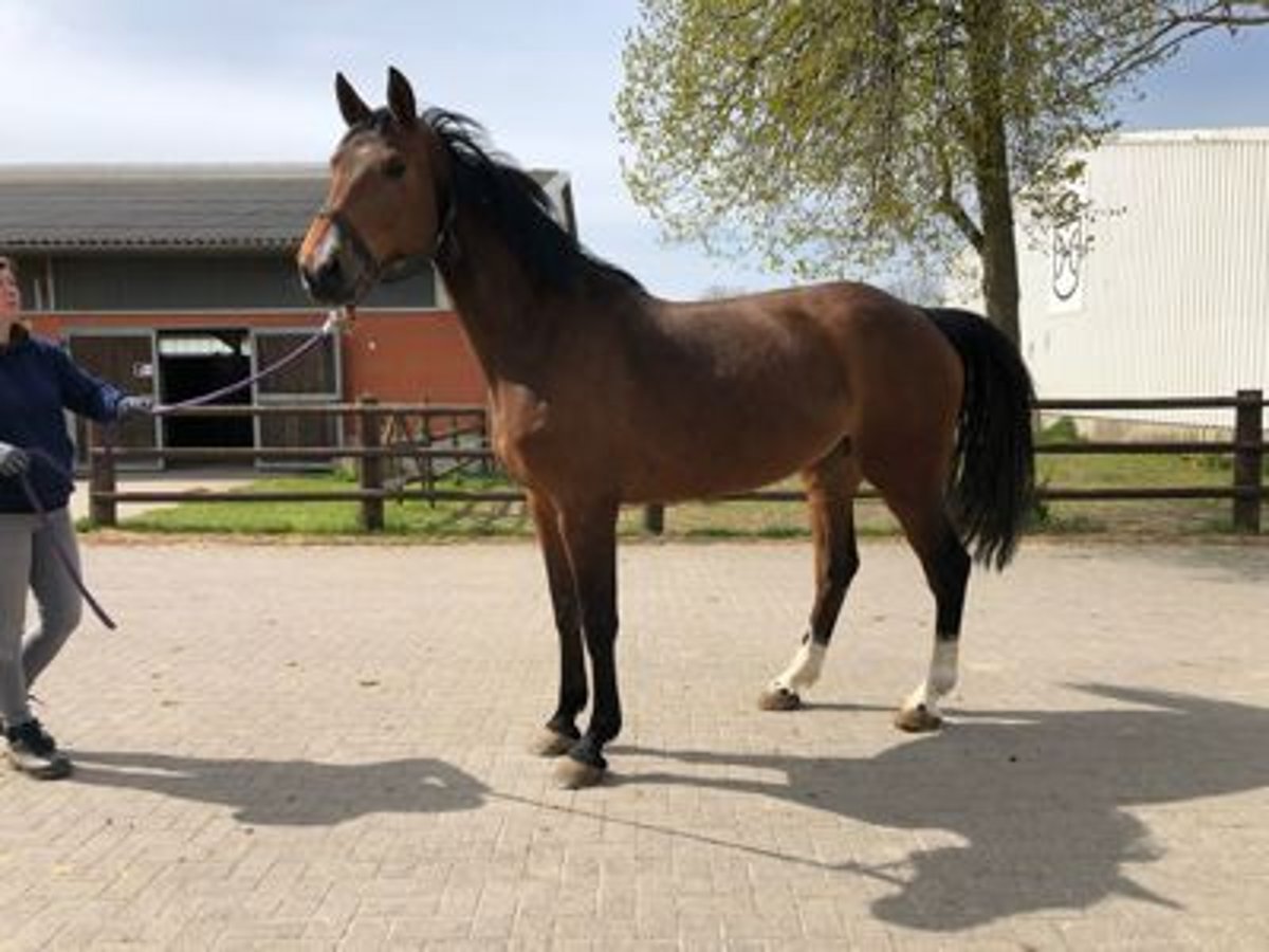 Zangersheide Merrie 8 Jaar 170 cm Bruin in GROTE-BROGEL