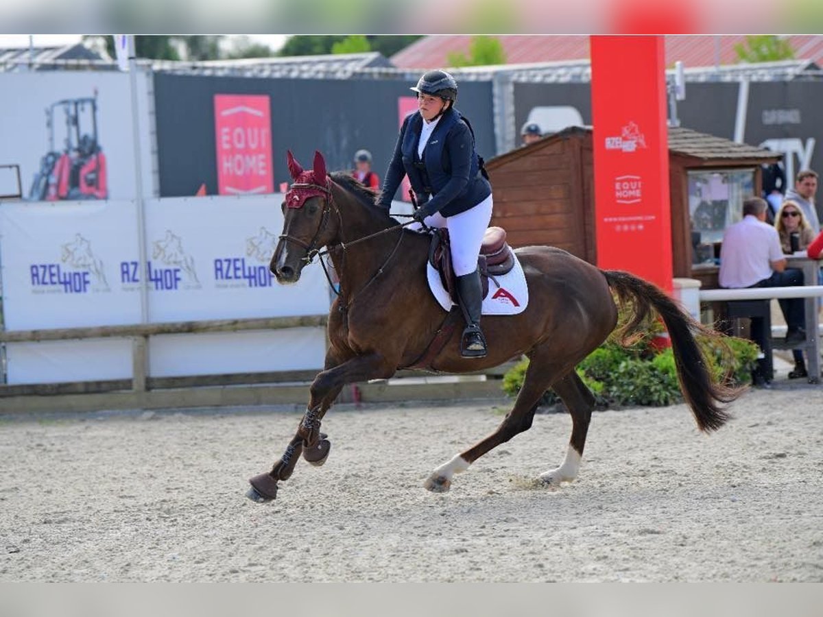 Zangersheide Merrie 9 Jaar 167 cm Donkere-vos in Sprimpont