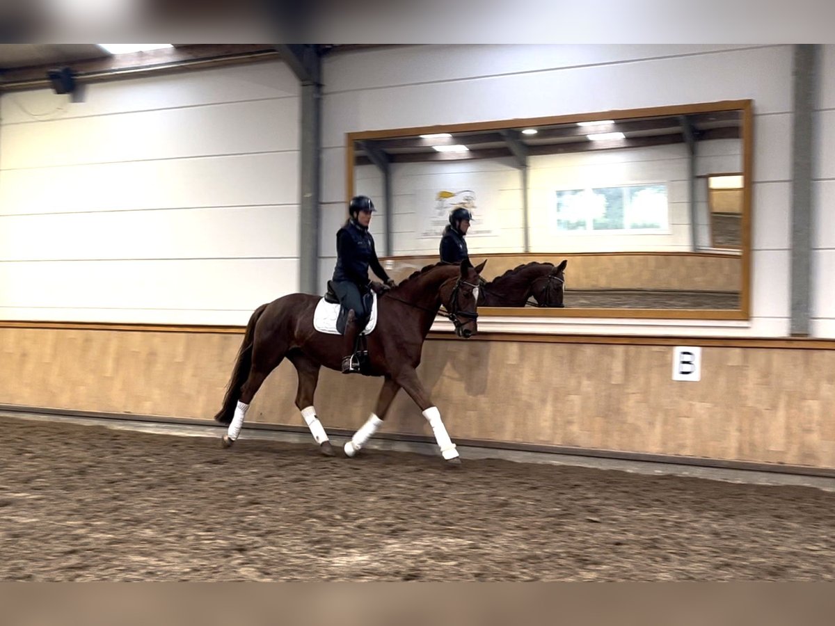 Zangersheide Merrie 9 Jaar 167 cm Vos in St.Vith