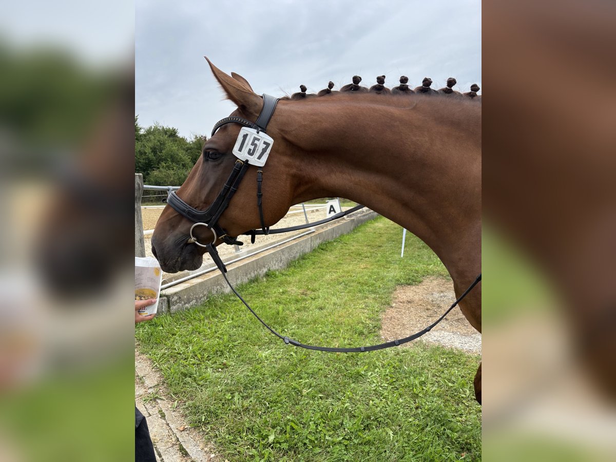 Zangersheide Merrie 9 Jaar 168 cm Donkere-vos in Bad Wurzach
