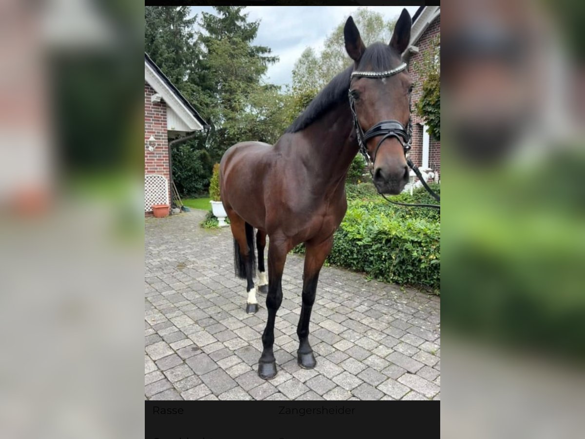Zangersheide Merrie 9 Jaar 169 cm Donkerbruin in Geisenheim