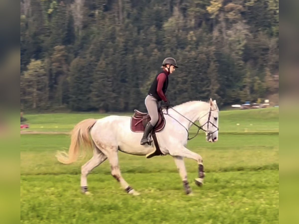 Zangersheide Merrie 9 Jaar 170 cm Schimmel in Schlins