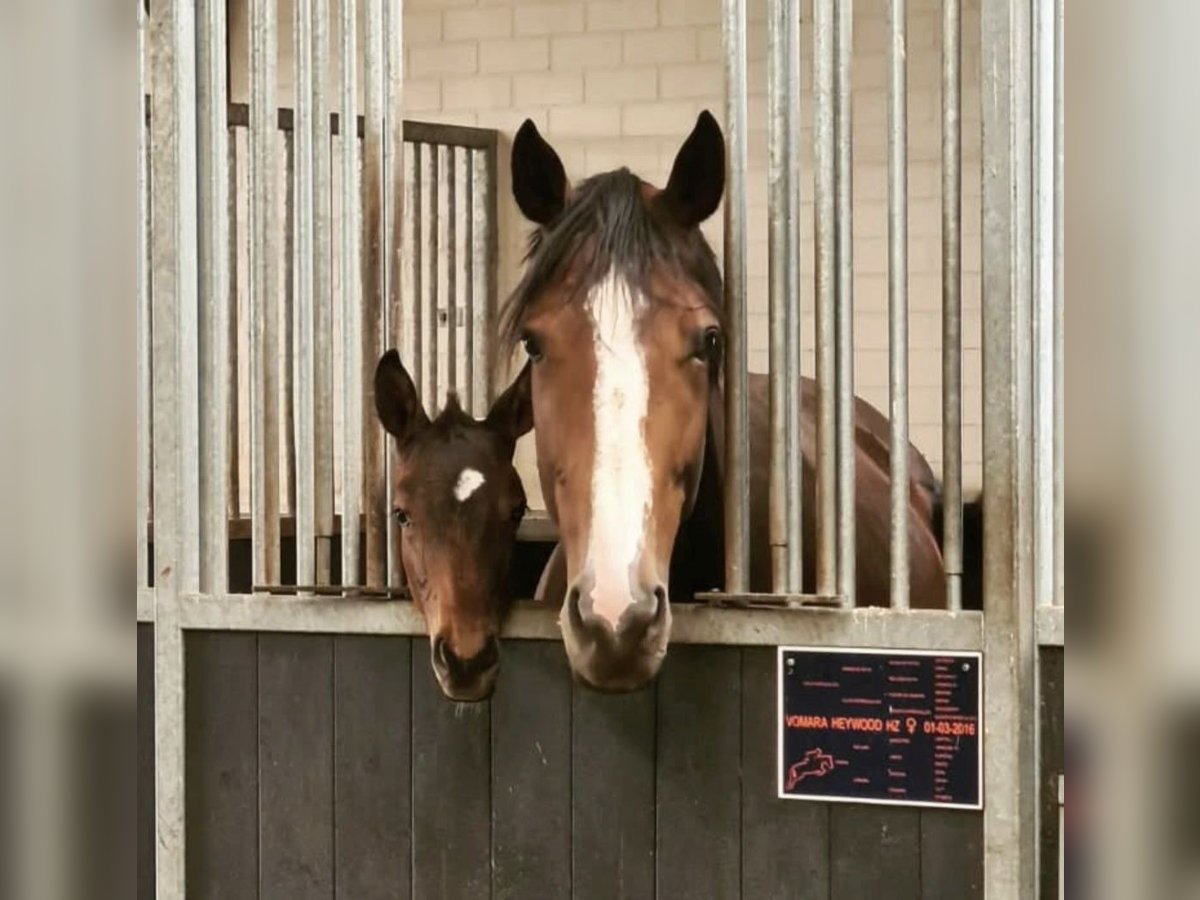 Zangersheide Merrie 9 Jaar 175 cm Donkerbruin in Veghel