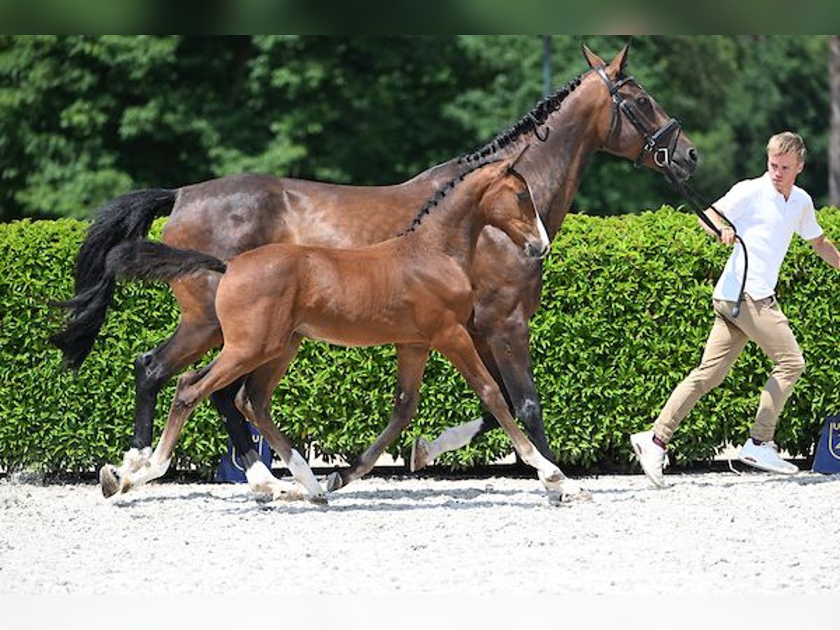 Zangersheide Merrie Veulen (03/2025) 170 cm Bruin in Mechelen