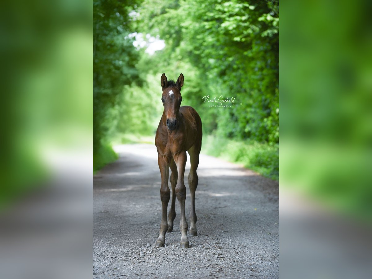 Zangersheide Merrie Veulen (05/2025) 172 cm Donkerbruin in RietbergRietberg
