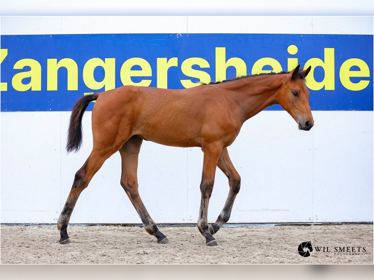 Zangersheide Merrie Veulen (03/2025) Bruin in Heinsberg