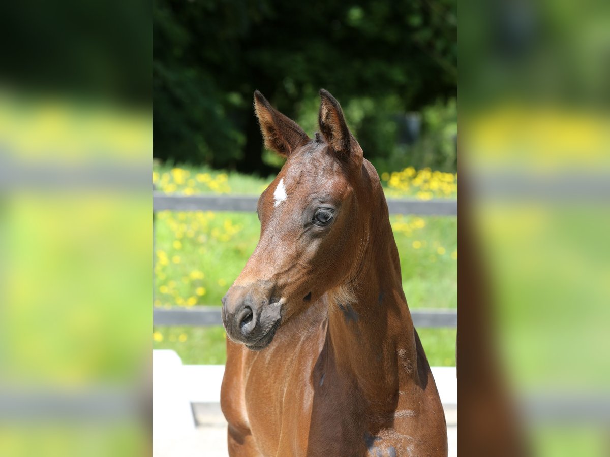 Zangersheide Merrie veulen (06/2024) Donkerbruin in Zuidlaren