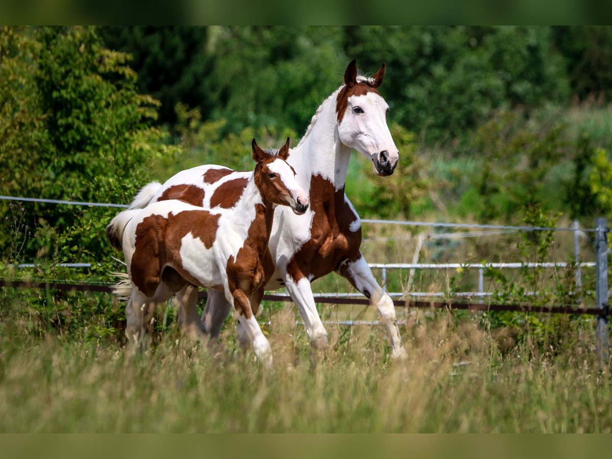 Zangersheide Merrie veulen (01/2024) Gevlekt-paard in Rościsławice