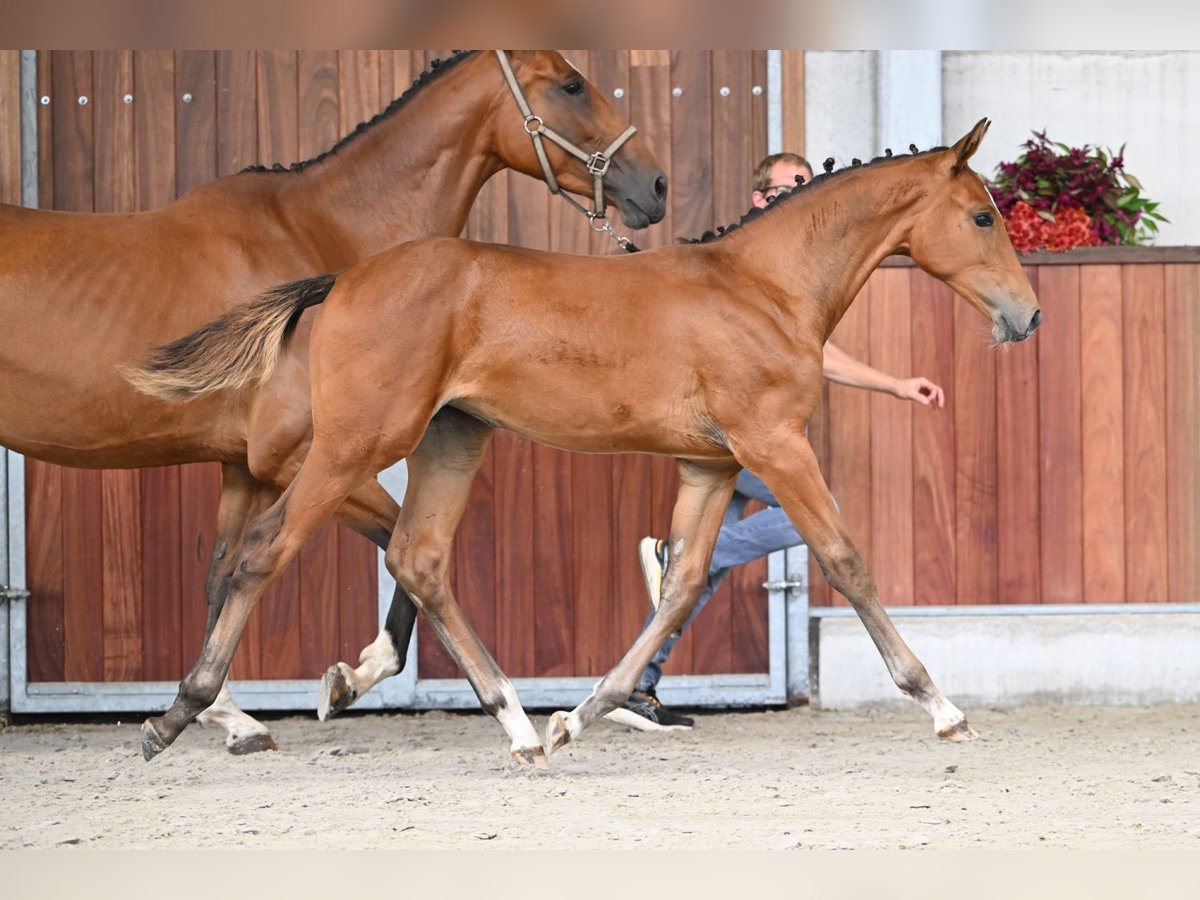 Zangersheide Merrie Veulen (04/2025) Roodbruin in Zelle