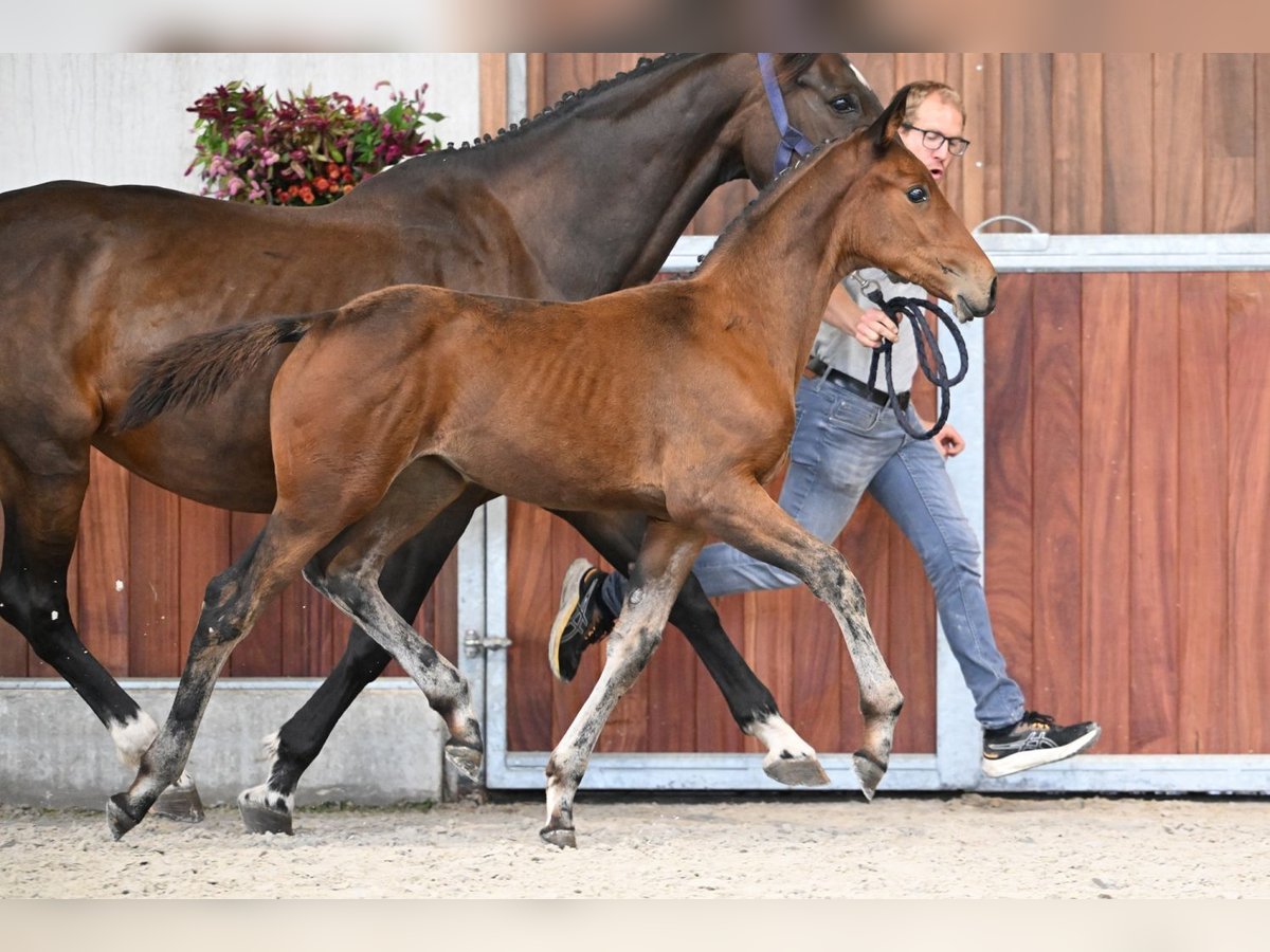Zangersheide Merrie Veulen (05/2025) Roodbruin in Zelle