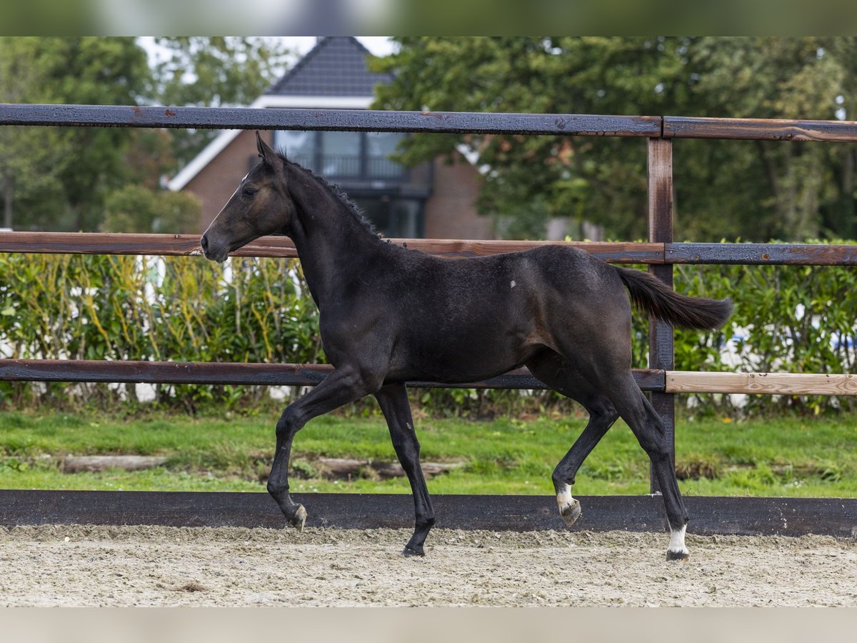 Zangersheide Merrie Veulen (05/2025) Schimmel in Waddinxveen