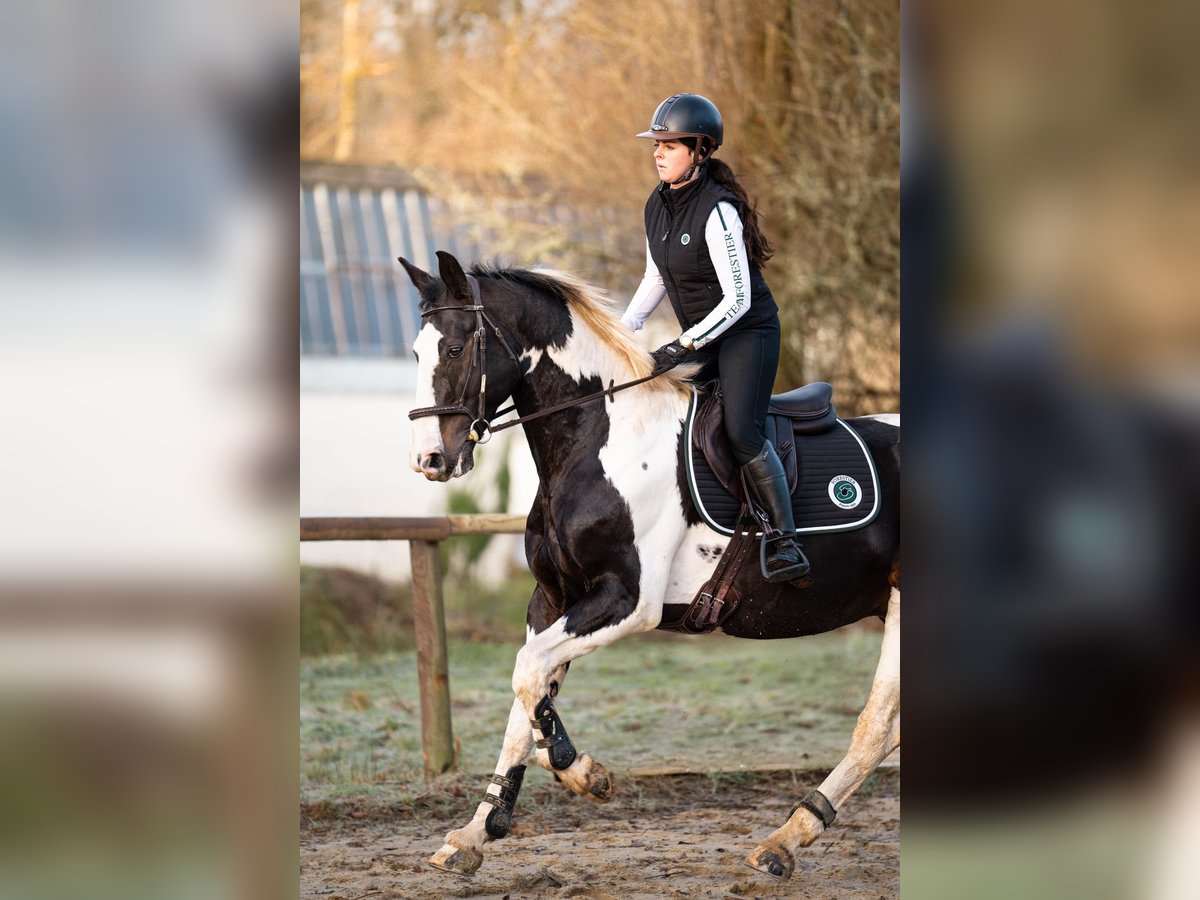 Zangersheide Ogier 10 lat 170 cm Tobiano wszelkich maści in JUILLAC