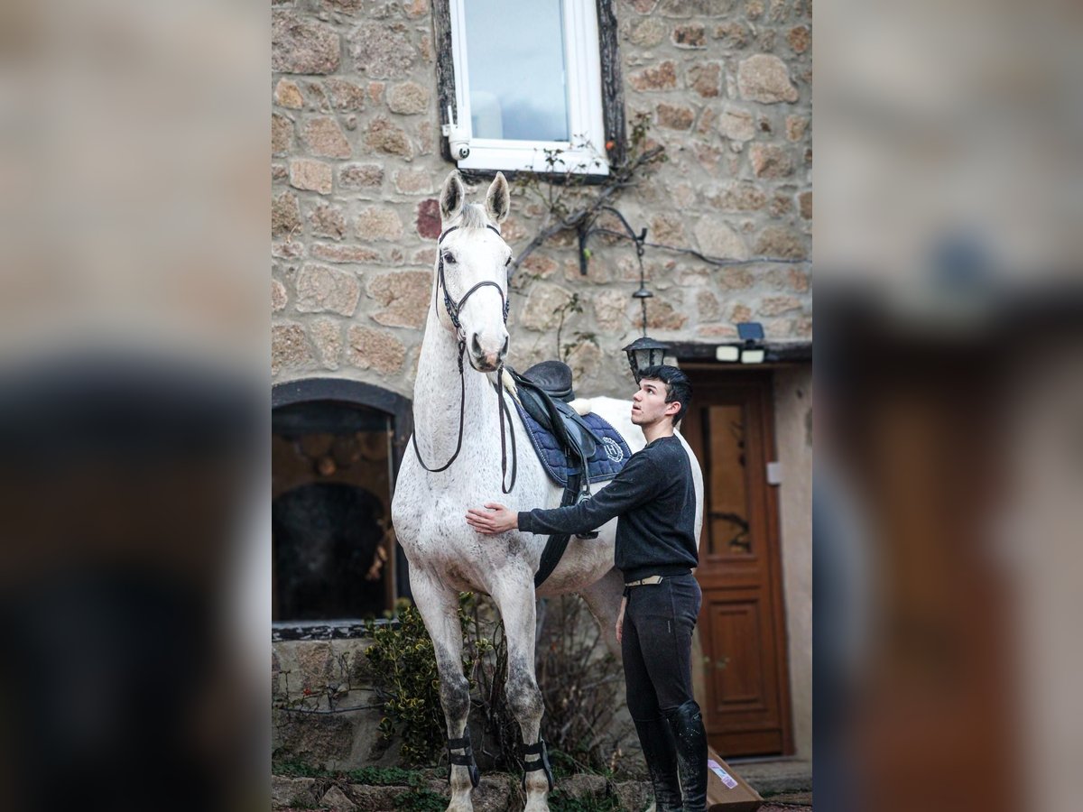 Zangersheide Ogier 11 lat 182 cm Siwa w hreczce in Montrottier