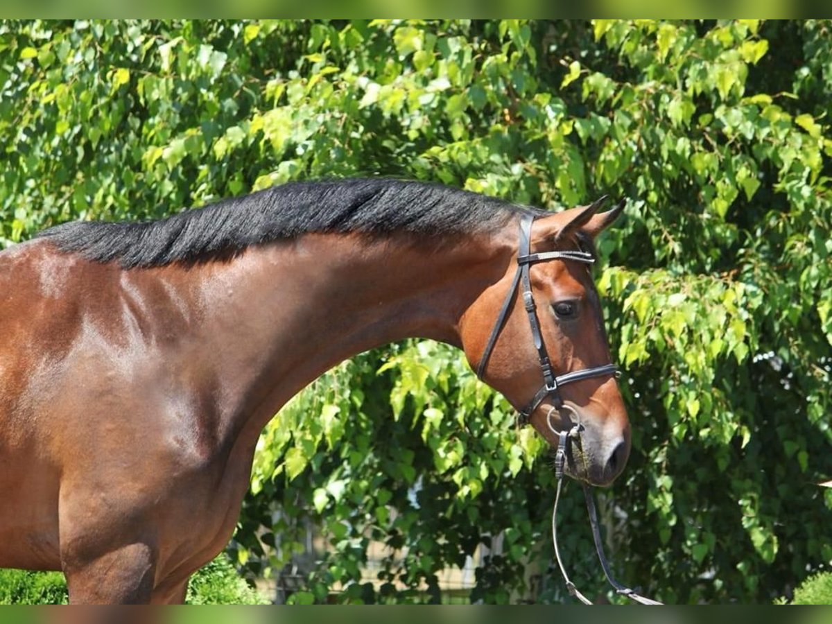 Zangersheide Ogier 2 Lat 167 Cm Gniada In Bystra