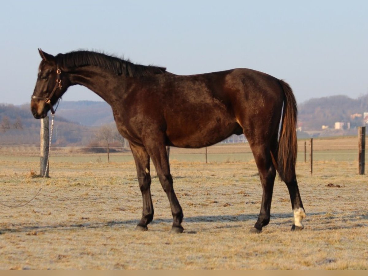 Zangersheide Ogier 2 lat 170 cm Skarogniada in Dobromierz