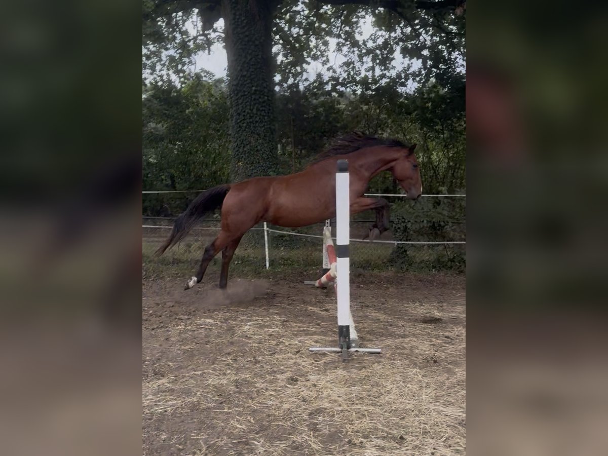 Zangersheide Ogier 2 lat Gniada in Lingen