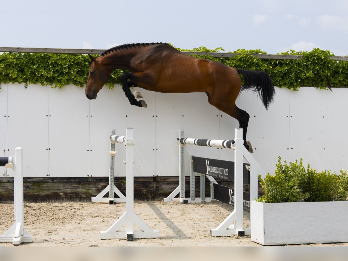 Zangersheide Ogier 3 lat 167 cm Gniada in Waddinxveen