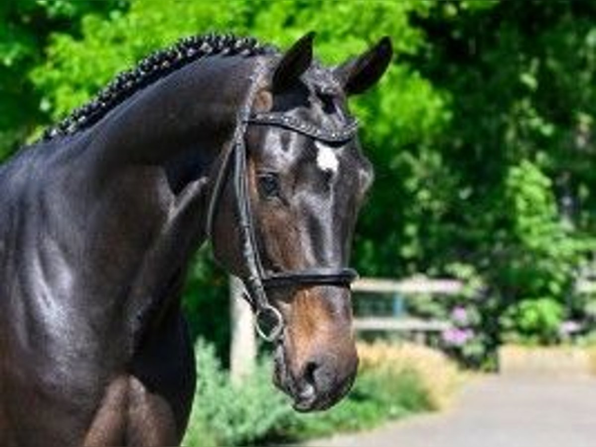 Zangersheide Ogier 3 lat 167 cm Kara in Heerde
