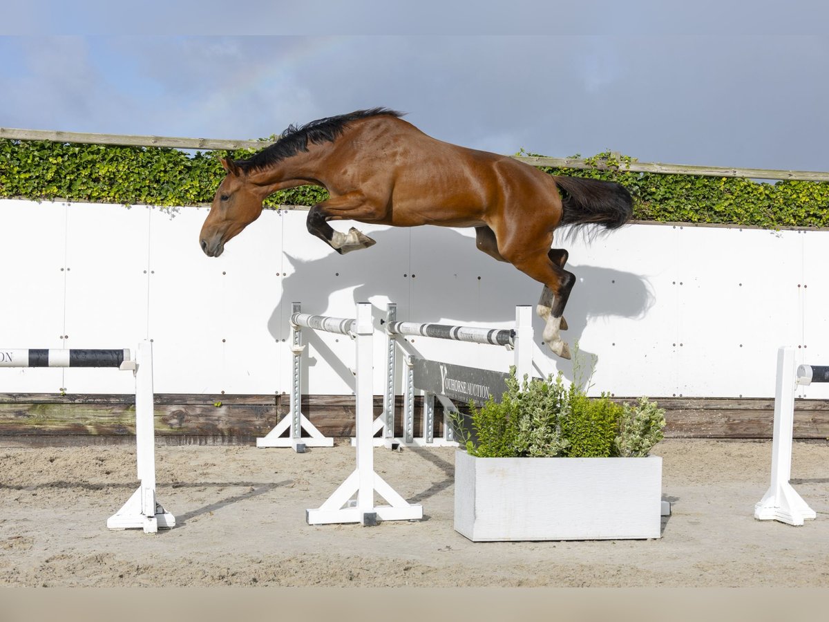 Zangersheide Ogier 3 lat 175 cm Gniada in Waddinxveen