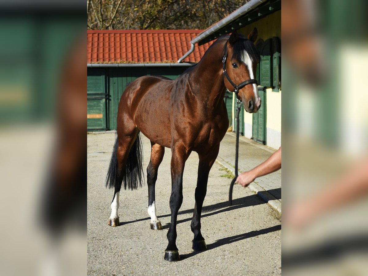 Zangersheide Ogier 4 lat 170 cm Gniada in Murska Soboda