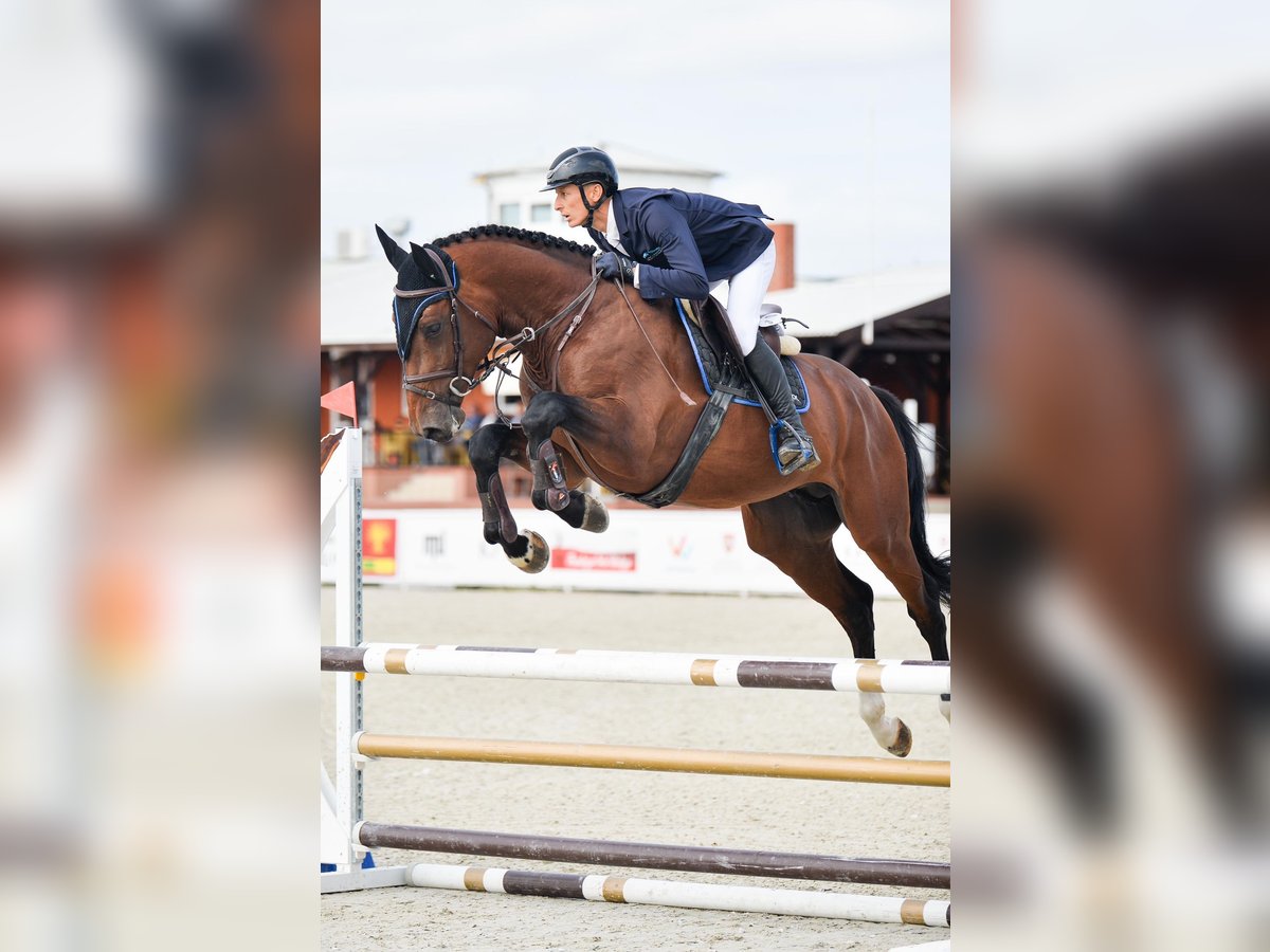 Zangersheide Ogier 4 lat 170 cm Gniada in Sośnicowice