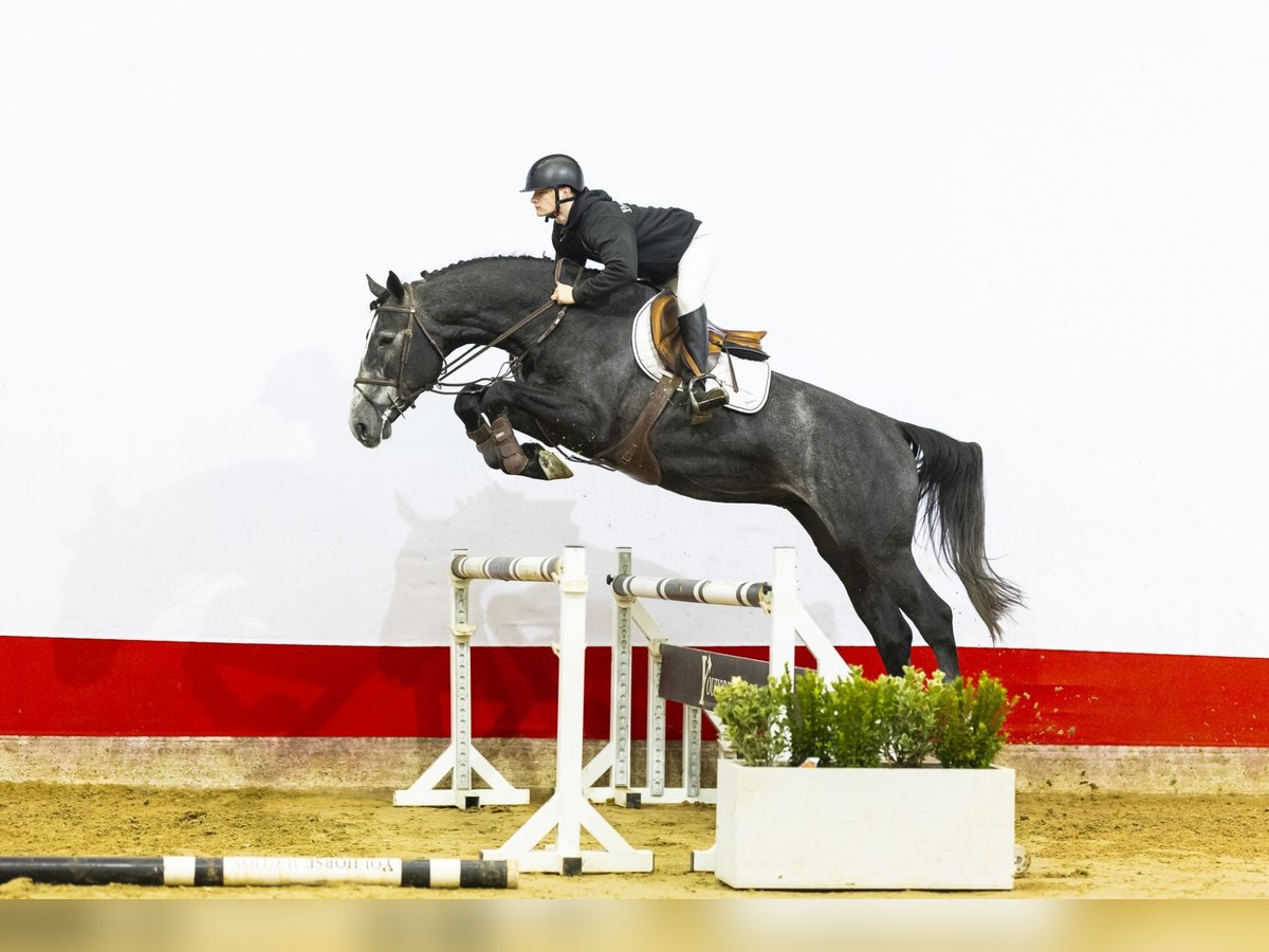 Zangersheide Ogier 4 lat 172 cm Siwa in Waddinxveen