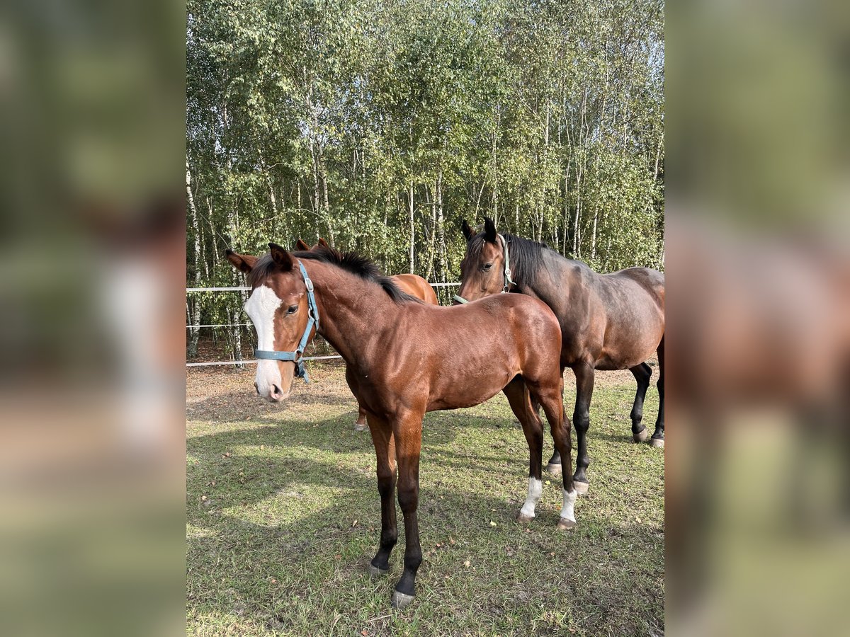 Zangersheide Ogier Źrebak (04/2025) 168 cm Gniada in Minsk Mazowiecki