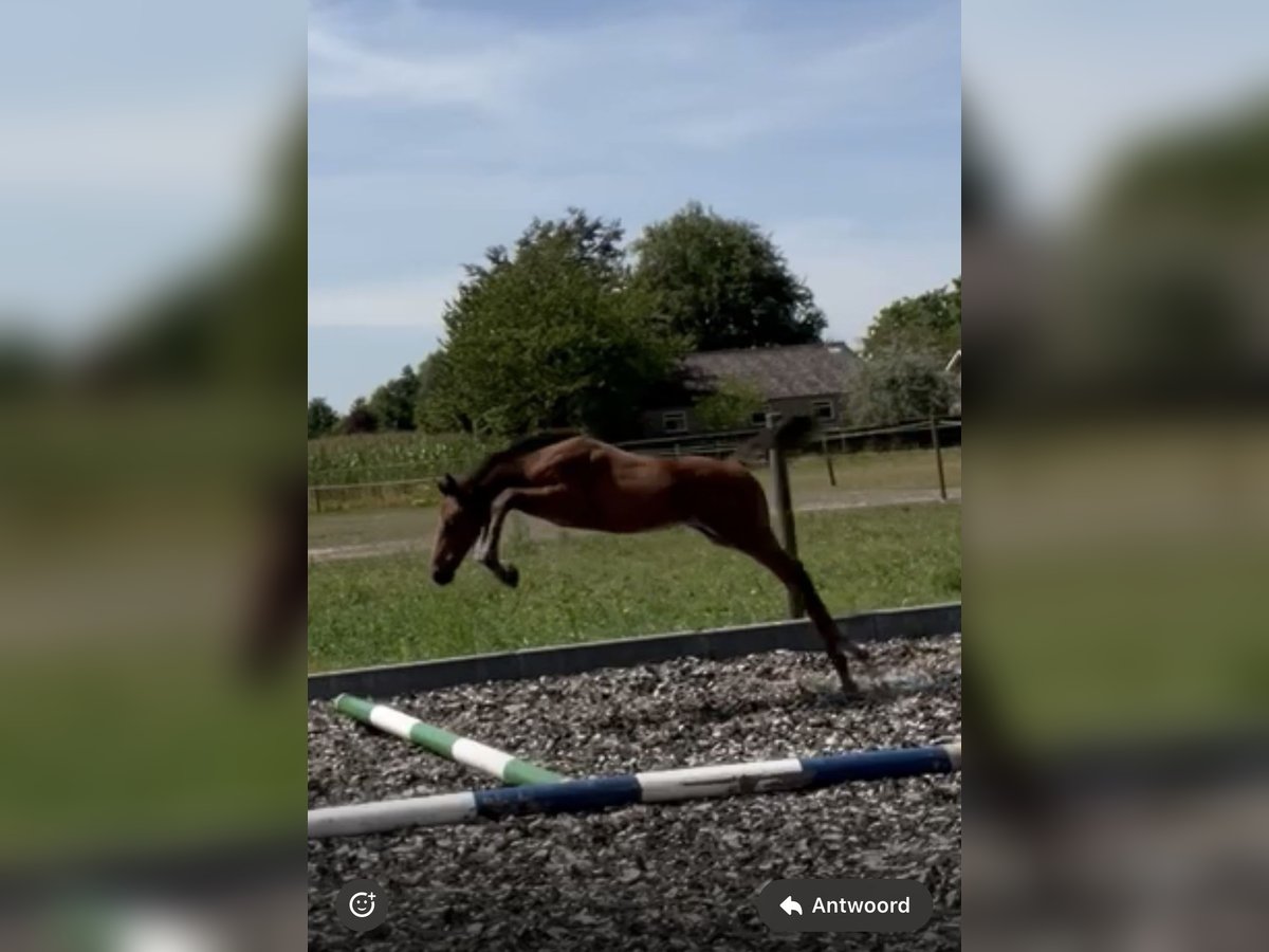 Zangersheide Ogier Źrebak (05/2025) Gniada in Etten-Leur