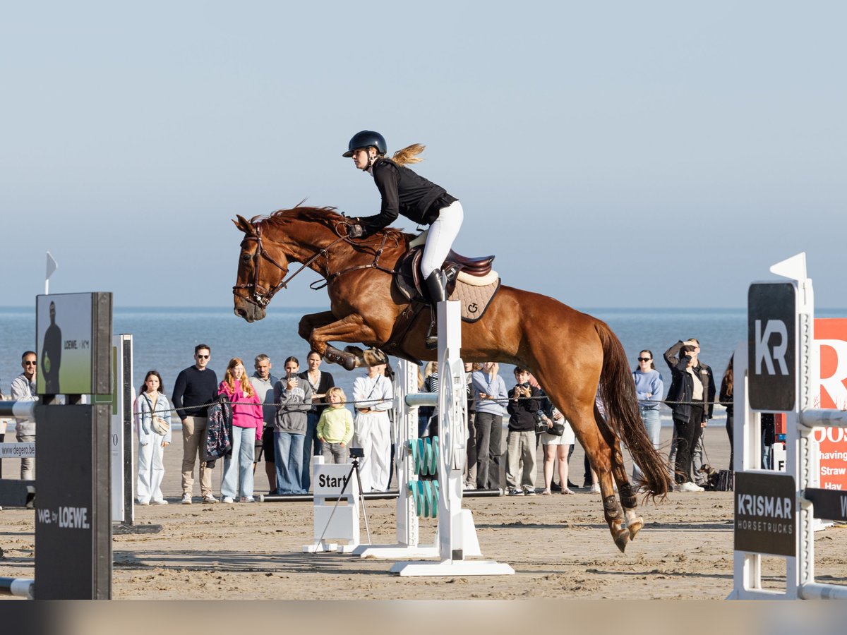 Zangersheide Ruin 11 Jaar 172 cm Vos in Schepdaal