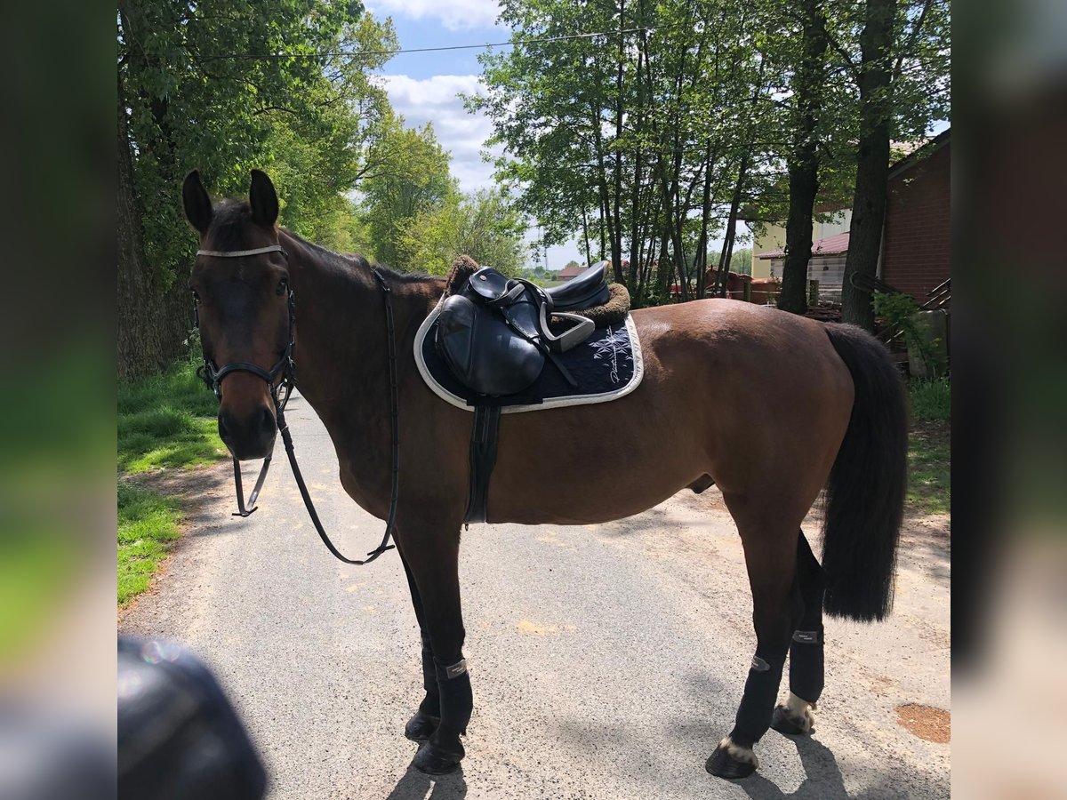 Zangersheide Ruin 12 Jaar Bruin in Merzen