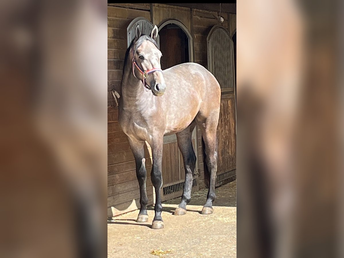 Zangersheide Ruin 2 Jaar 168 cm kan schimmel zijn in Hellertshausen