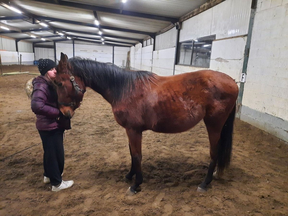 Zangersheide Ruin 3 Jaar 155 cm Bruin in Pelt