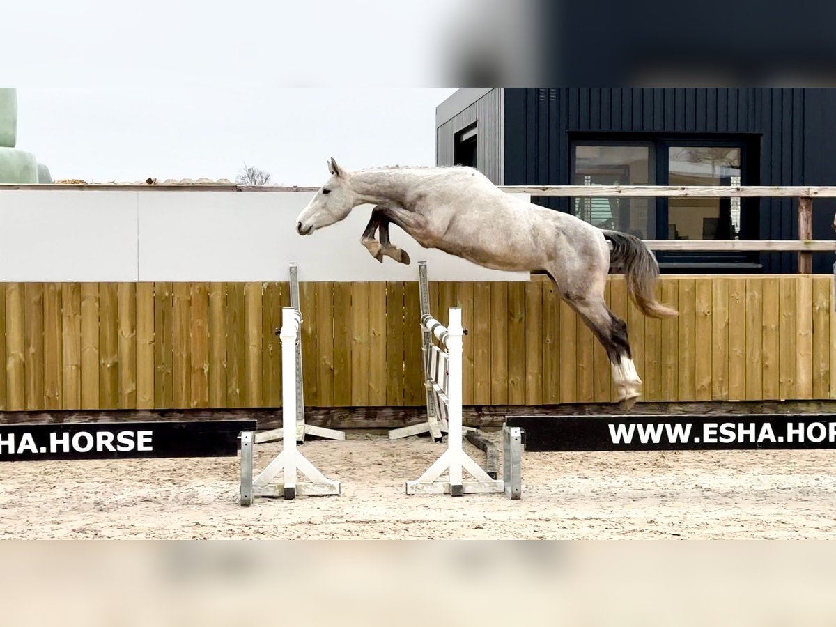 Zangersheide Ruin 3 Jaar 160 cm Schimmel in GROTE-BROGEL