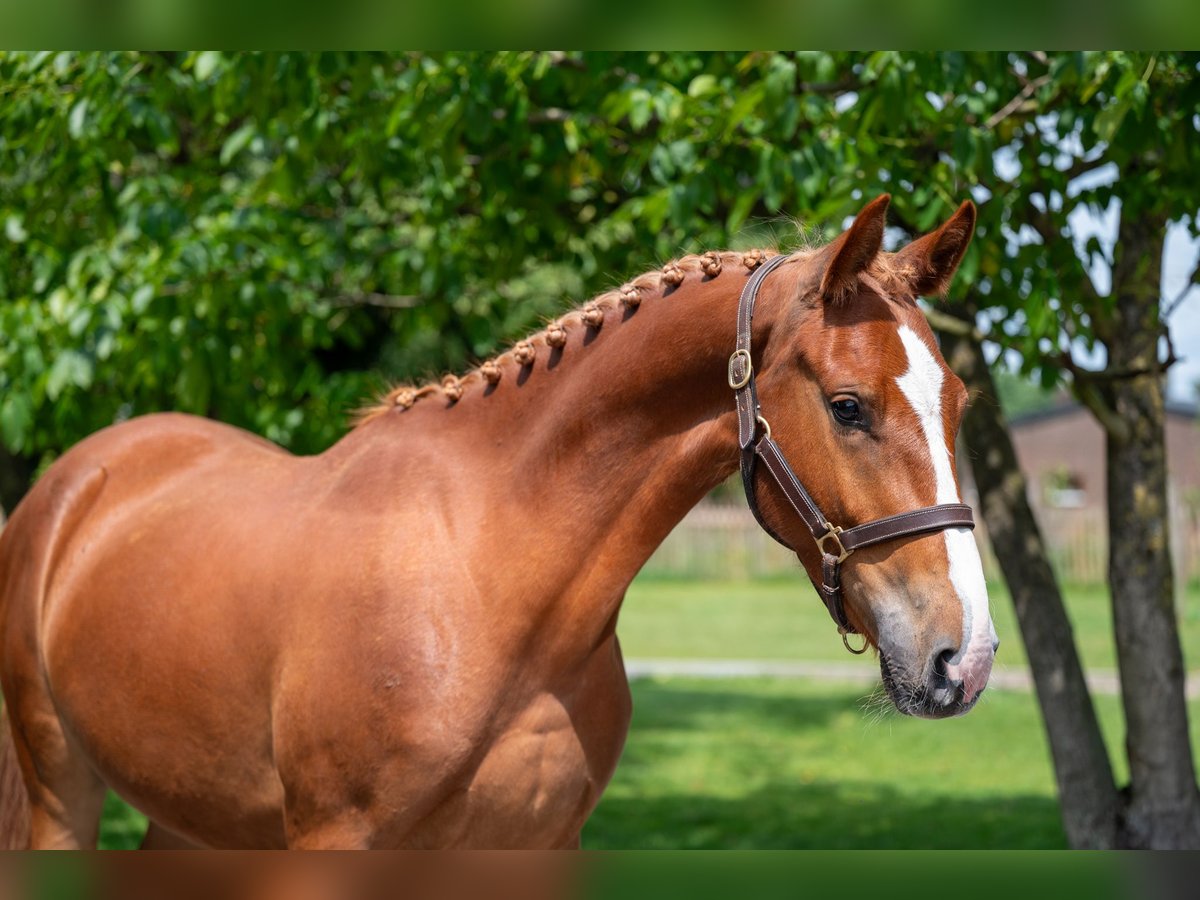 Zangersheide Ruin 3 Jaar 160 cm Vos in GROTE-BROGEL