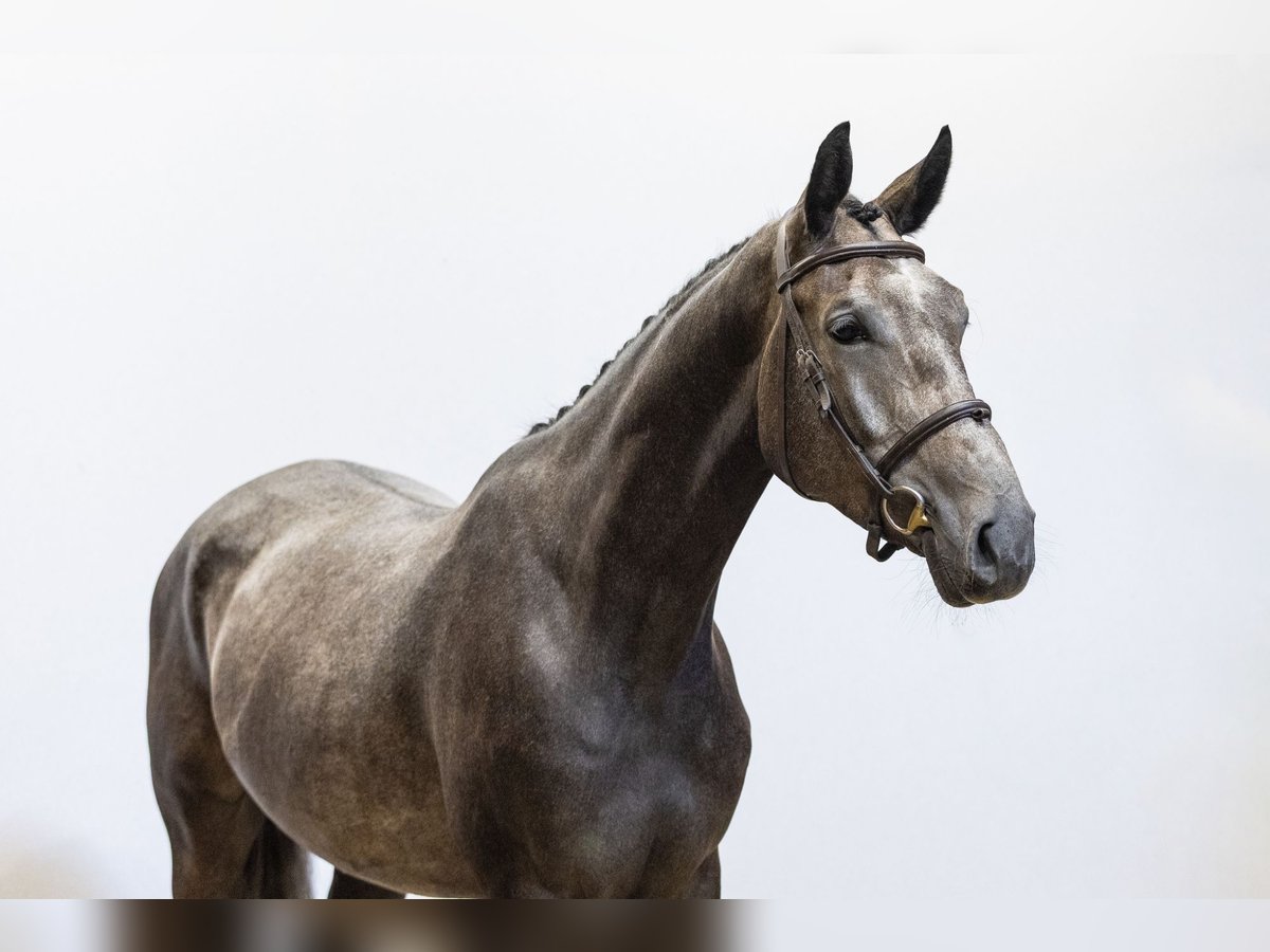Zangersheide Ruin 3 Jaar 162 cm Schimmel in Waddinxveen
