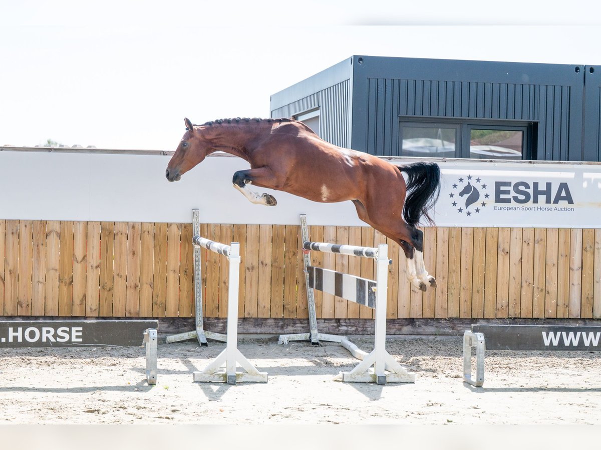Zangersheide Ruin 3 Jaar 163 cm Bruin in GROTE-BROGEL