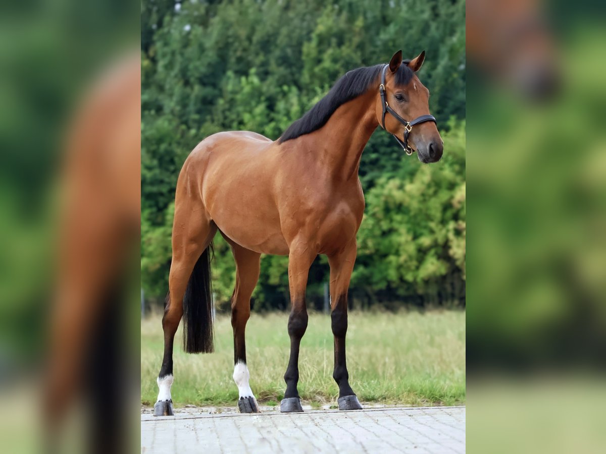 Zangersheide Ruin 3 Jaar 164 cm Bruin in Gersten