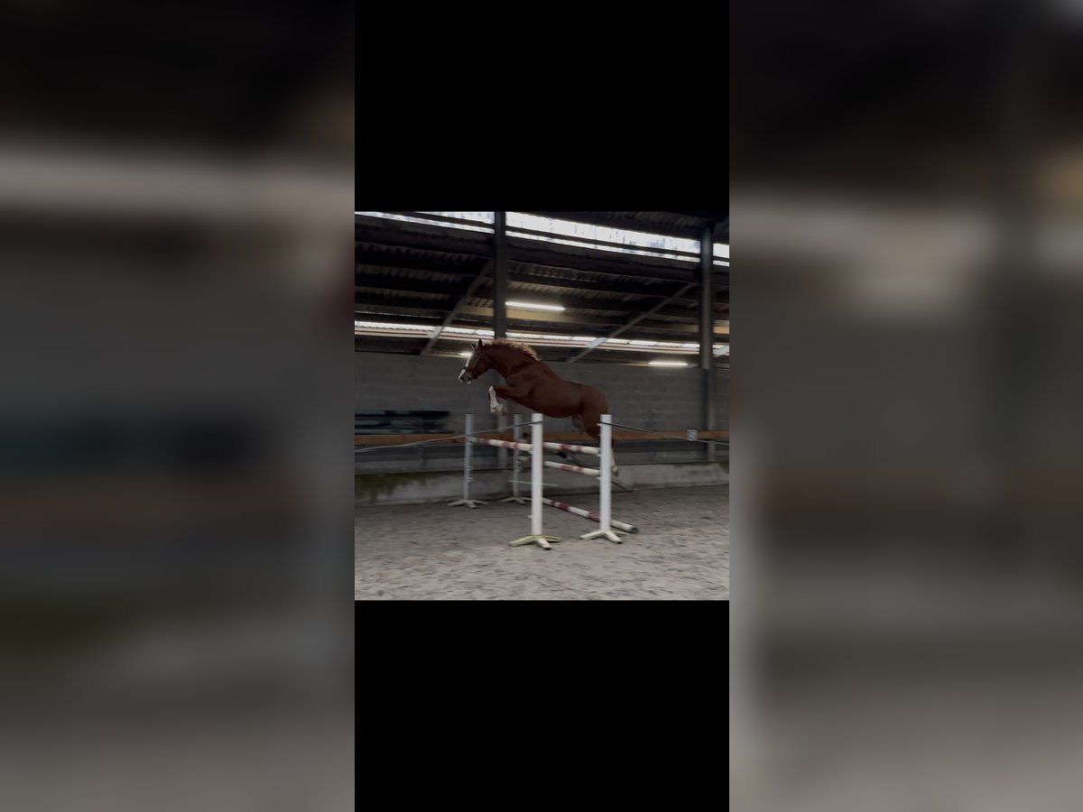 Zangersheide Ruin 3 Jaar 165 cm Vos in Gembloux