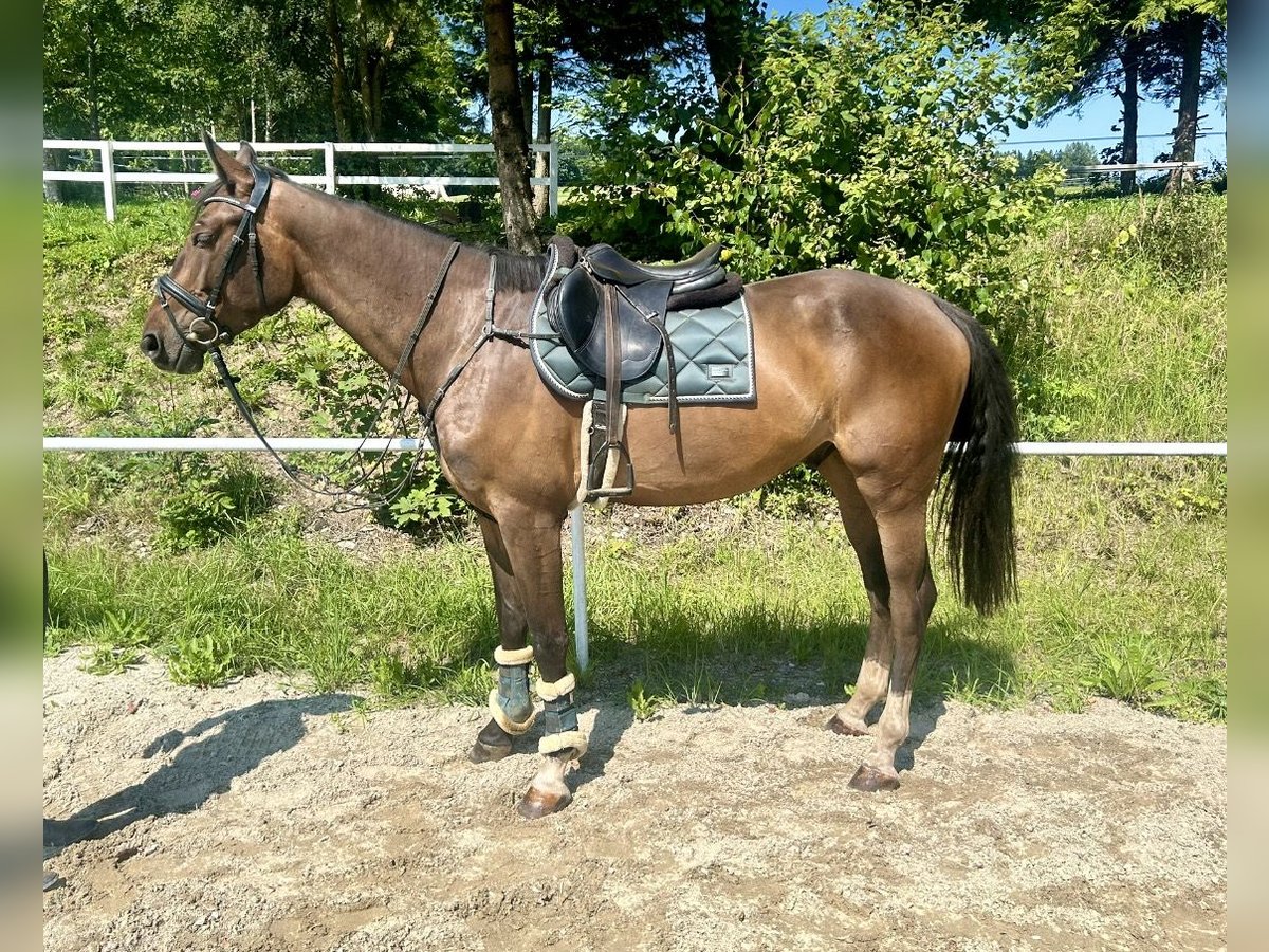 Zangersheide Ruin 3 Jaar 168 cm Bruin in Pelmberg