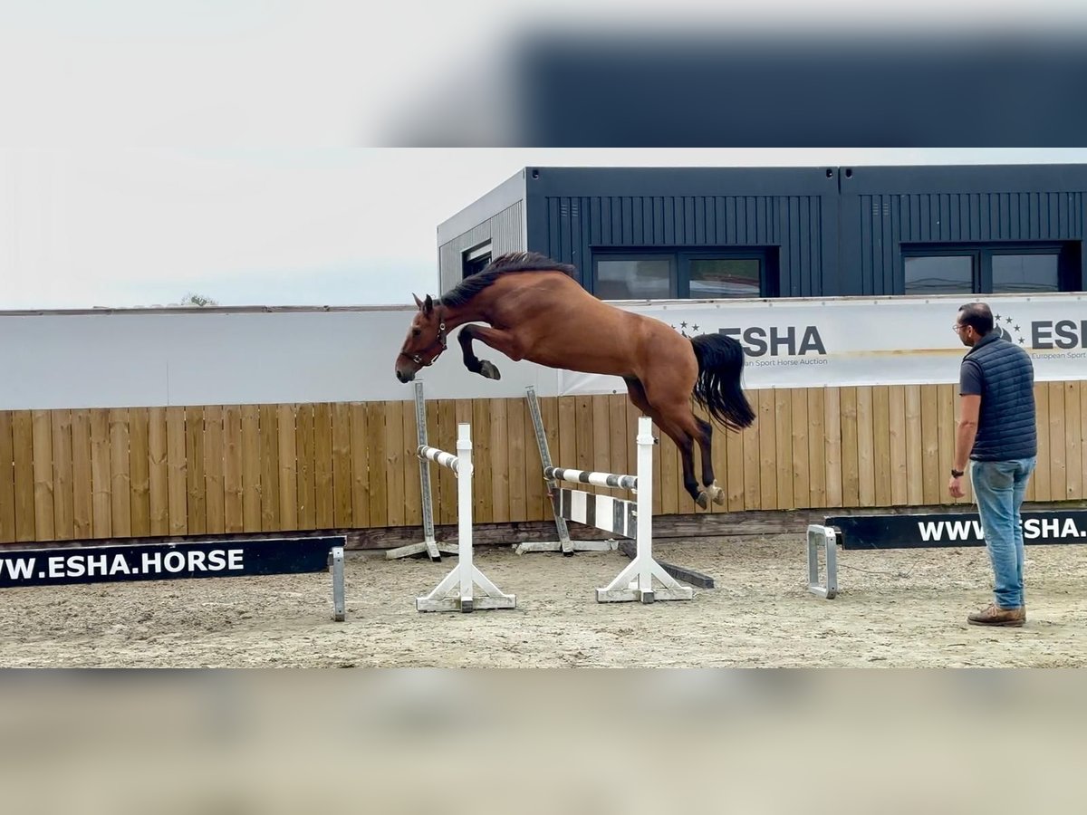 Zangersheide Ruin 4 Jaar 163 cm Bruin in GROTE-BROGEL