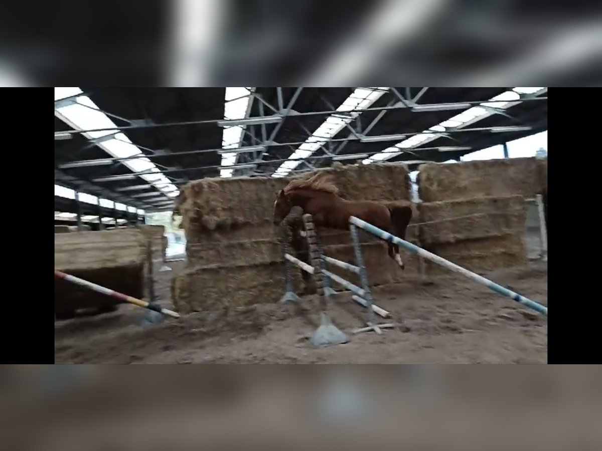 Zangersheide Ruin 4 Jaar 165 cm in Neerglabbeek