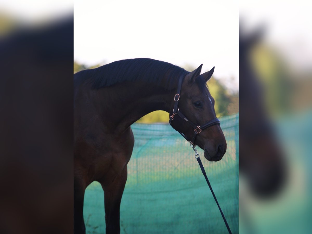 Zangersheide Ruin 4 Jaar 172 cm Roodbruin in Snina