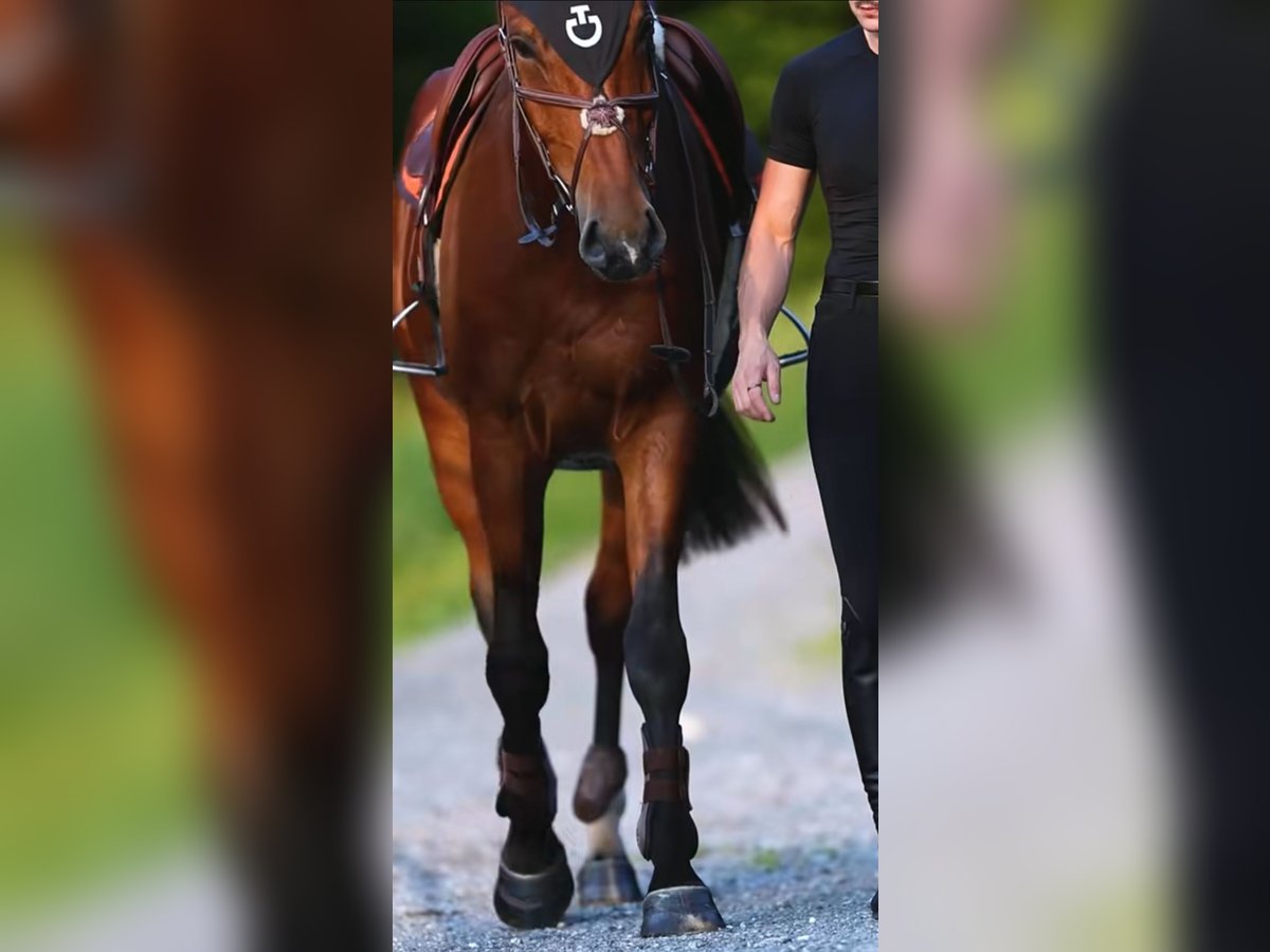 Zangersheide Ruin 4 Jaar 179 cm Bruin in Alberschwende