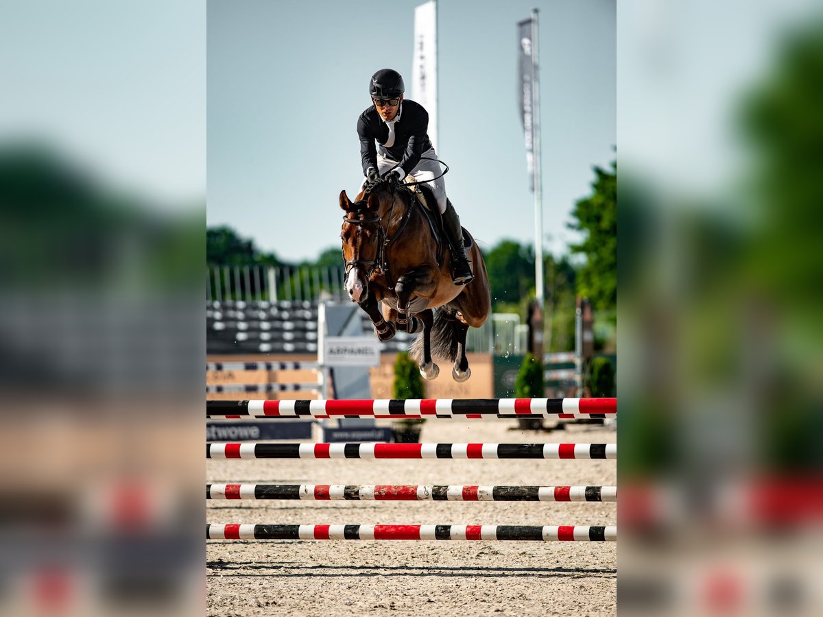 Zangersheide Ruin 5 Jaar 159 cm Roodbruin in Wisznia Ma&#x142;a