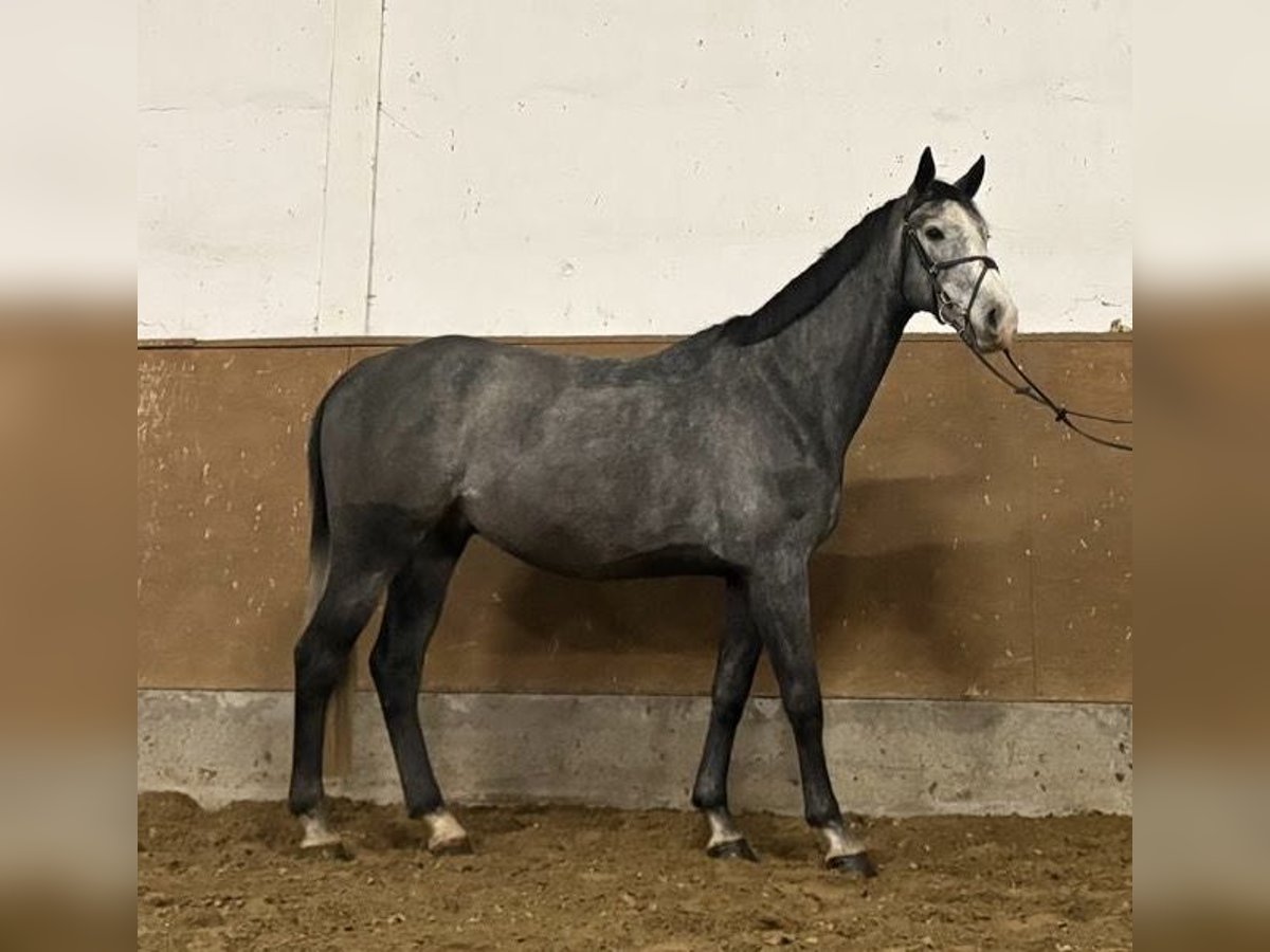 Zangersheide Ruin 5 Jaar 166 cm Schimmel in Haldensleben