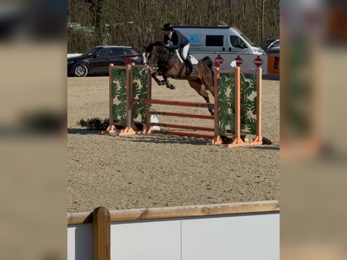 Zangersheide Ruin 5 Jaar 167 cm Donkerbruin in Rhede