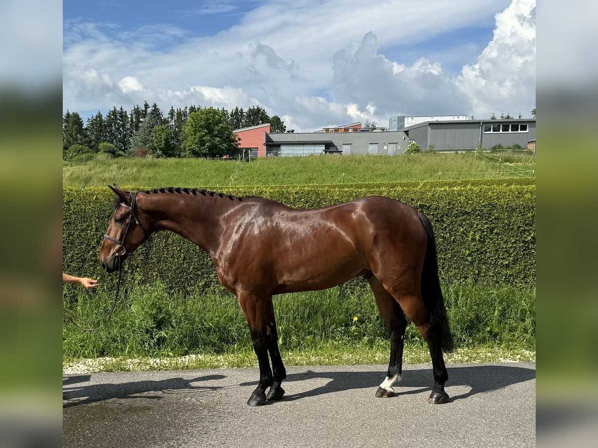 Zangersheide Ruin 5 Jaar 170 cm Bruin in Gerstetten